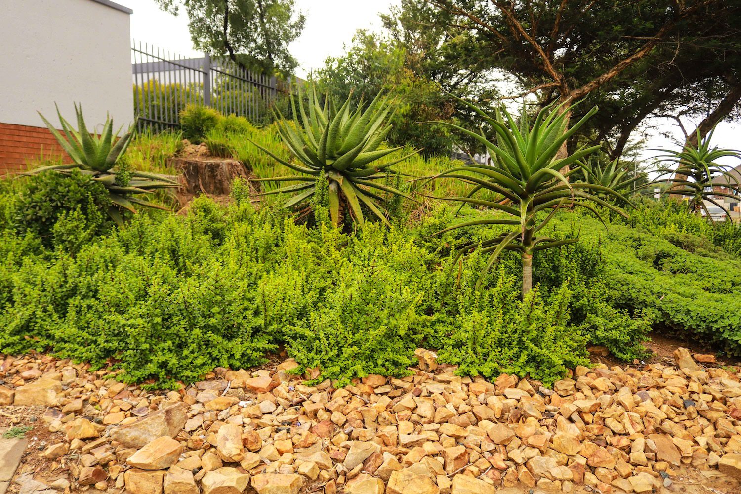 19617 670 Spekbooms Have Been Planted At 26 Of Emira’s Properties Across South Africa